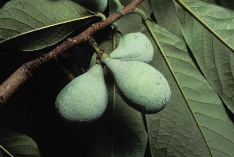 The unsung pawpaw is a delicious, low-maintenance, native N. American fruit tree